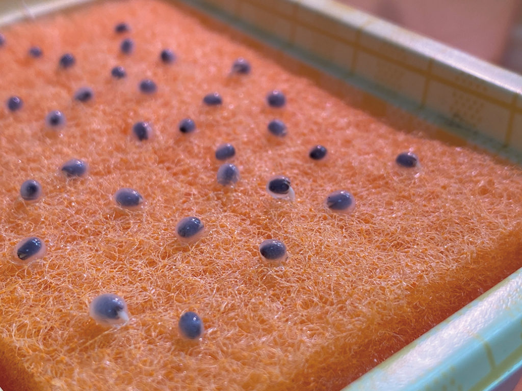 食べておいしく見て楽しい 水耕栽培に挑戦 Ja菊池