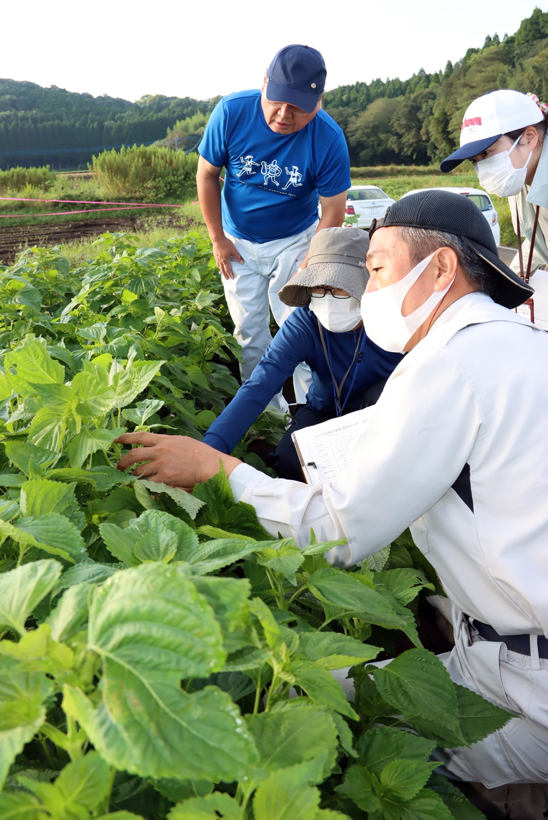 初めてのエゴマ立毛品評会 Ja菊池