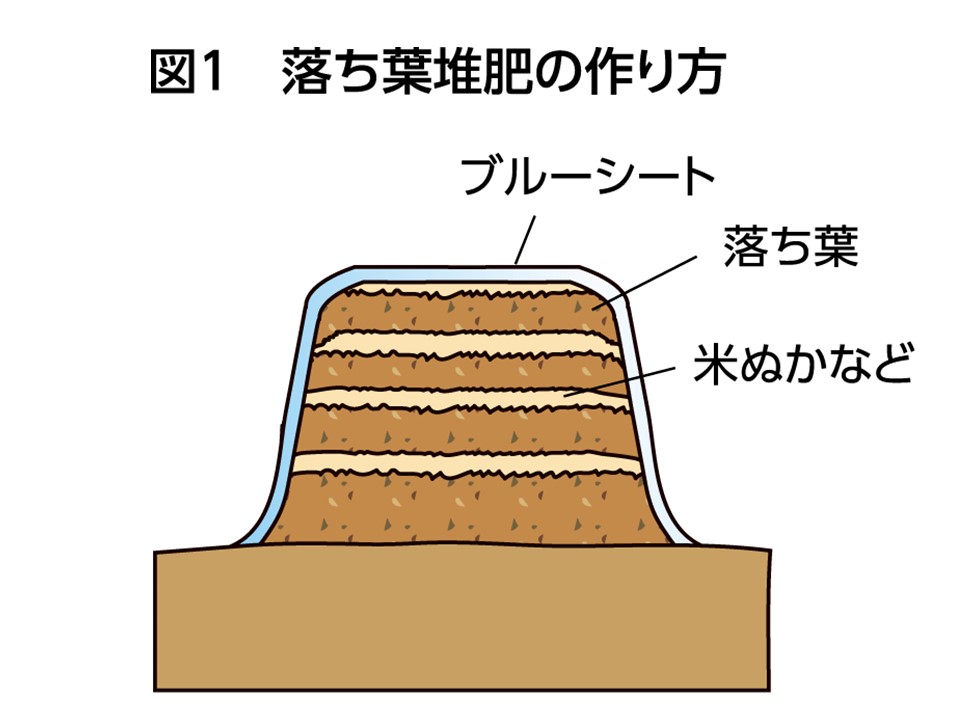 あなたもチャレンジ 家庭菜園 落ち葉堆肥と生ごみ堆肥 Ja菊池