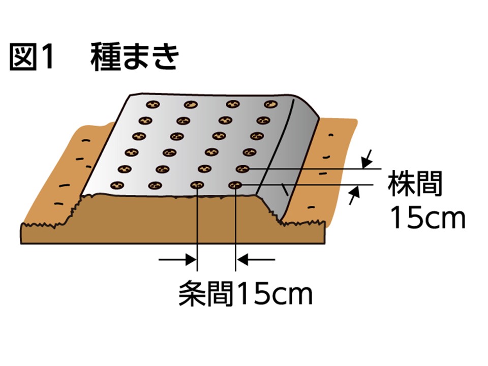 あなたもチャレンジ 家庭菜園 ニンジンのトンネル栽培 とう立ちさせない温度管理を Ja菊池