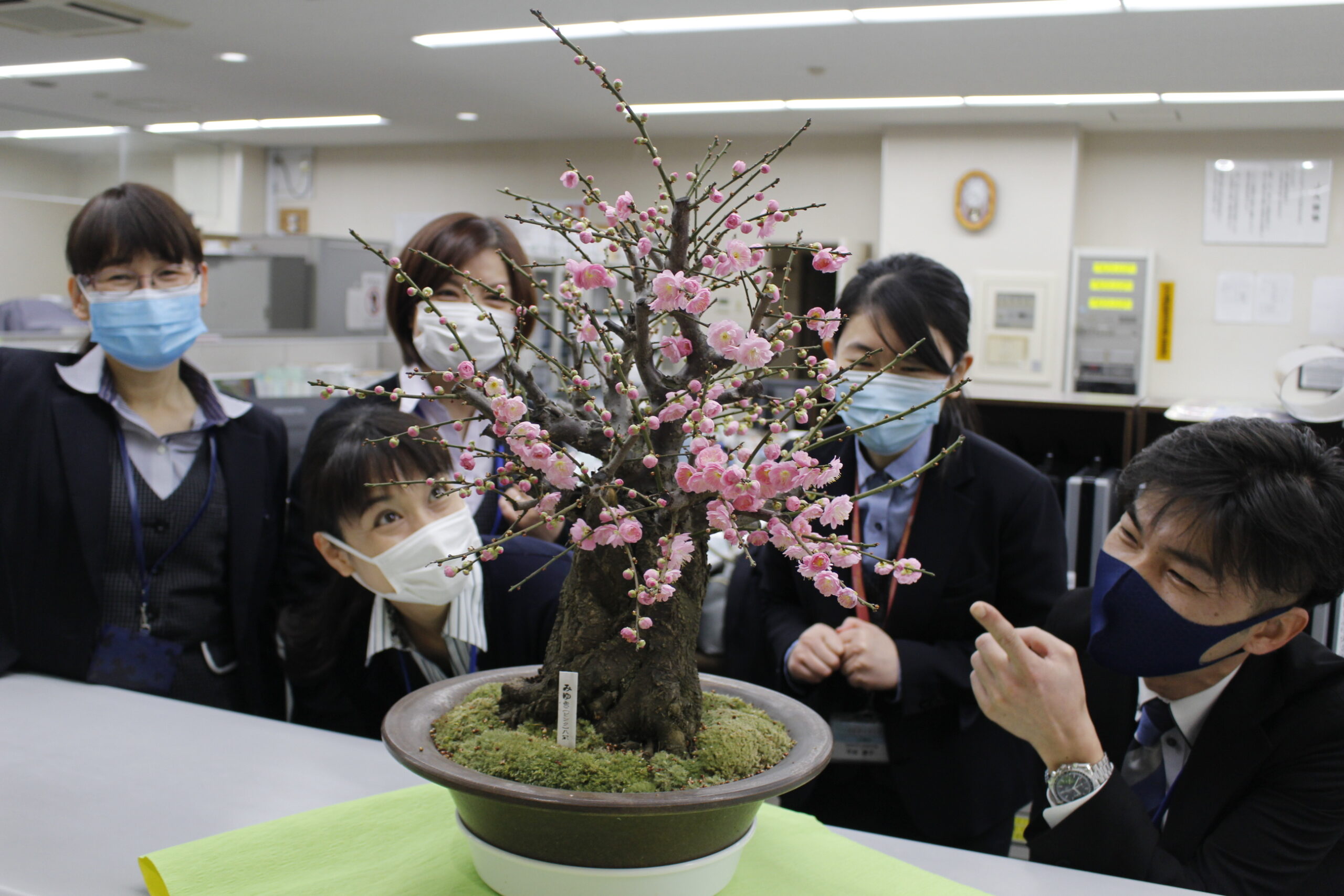 29 30日 Ja菊池ミニ植木まつり 幸せ春気分 梅の花ほころび春来たる Ja菊池