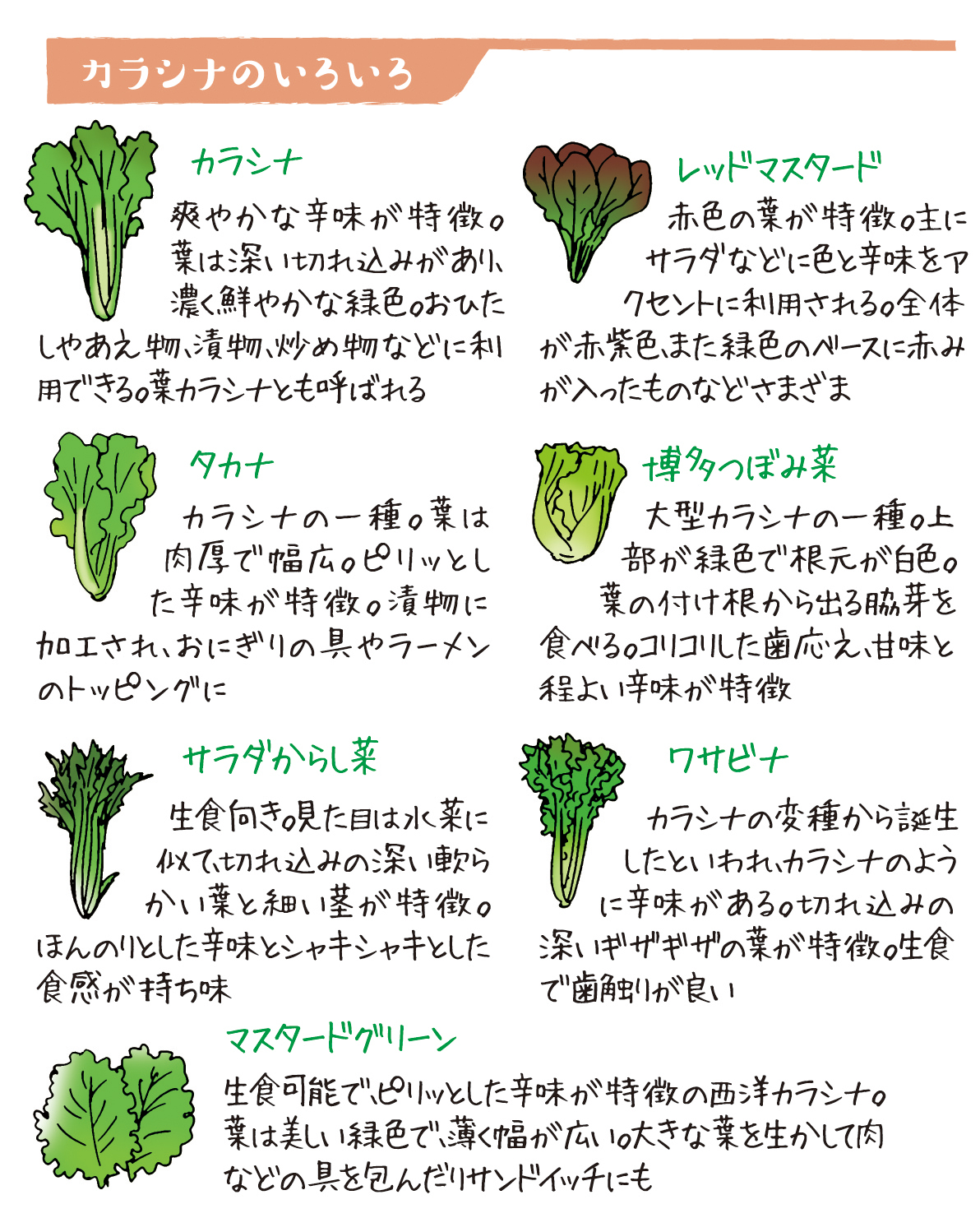 野菜ソムリエ上級プロkaoruのベジタブルライフ カラシナ 辛味がアクセントの緑黄色野菜 Ja菊池