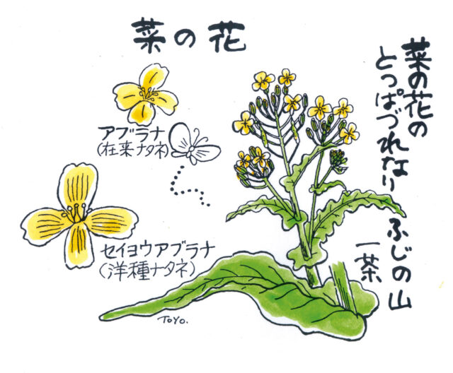 ふるさと見てある記 菜の花 Ja菊池
