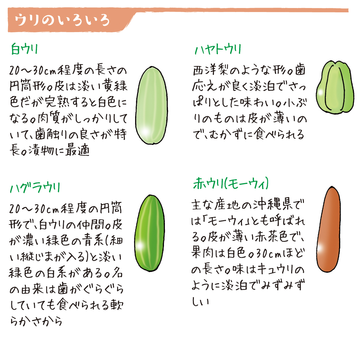 野菜ソムリエ上級プロkaoruのベジタブルライフ ウリ みずみずしい清涼感を楽しむ夏野菜 Ja菊池