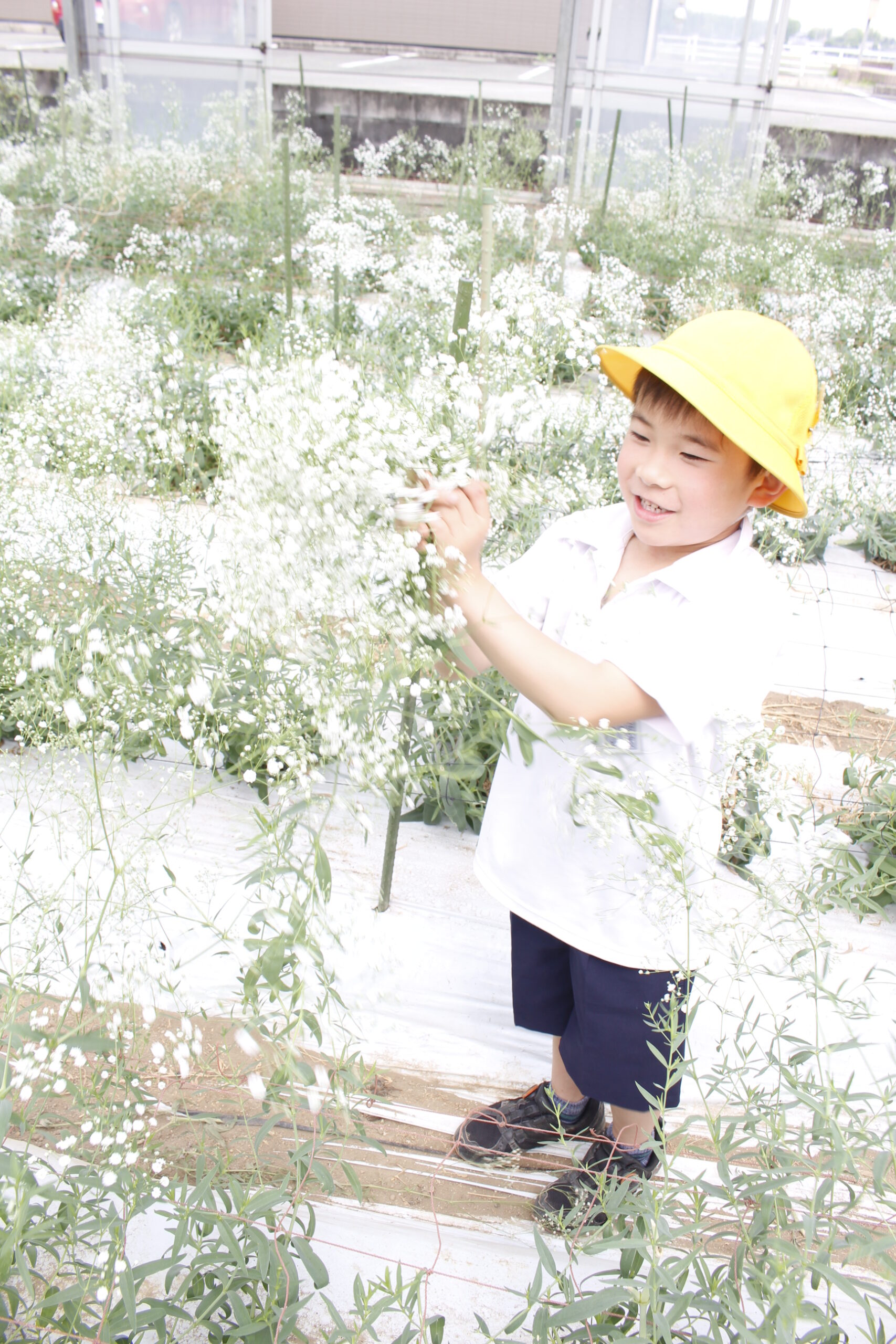 小学生がカスミソウの花摘み楽しむ 菊池市立菊之池小１年生とｊａ菊池組合長が花育交流 Ja菊池