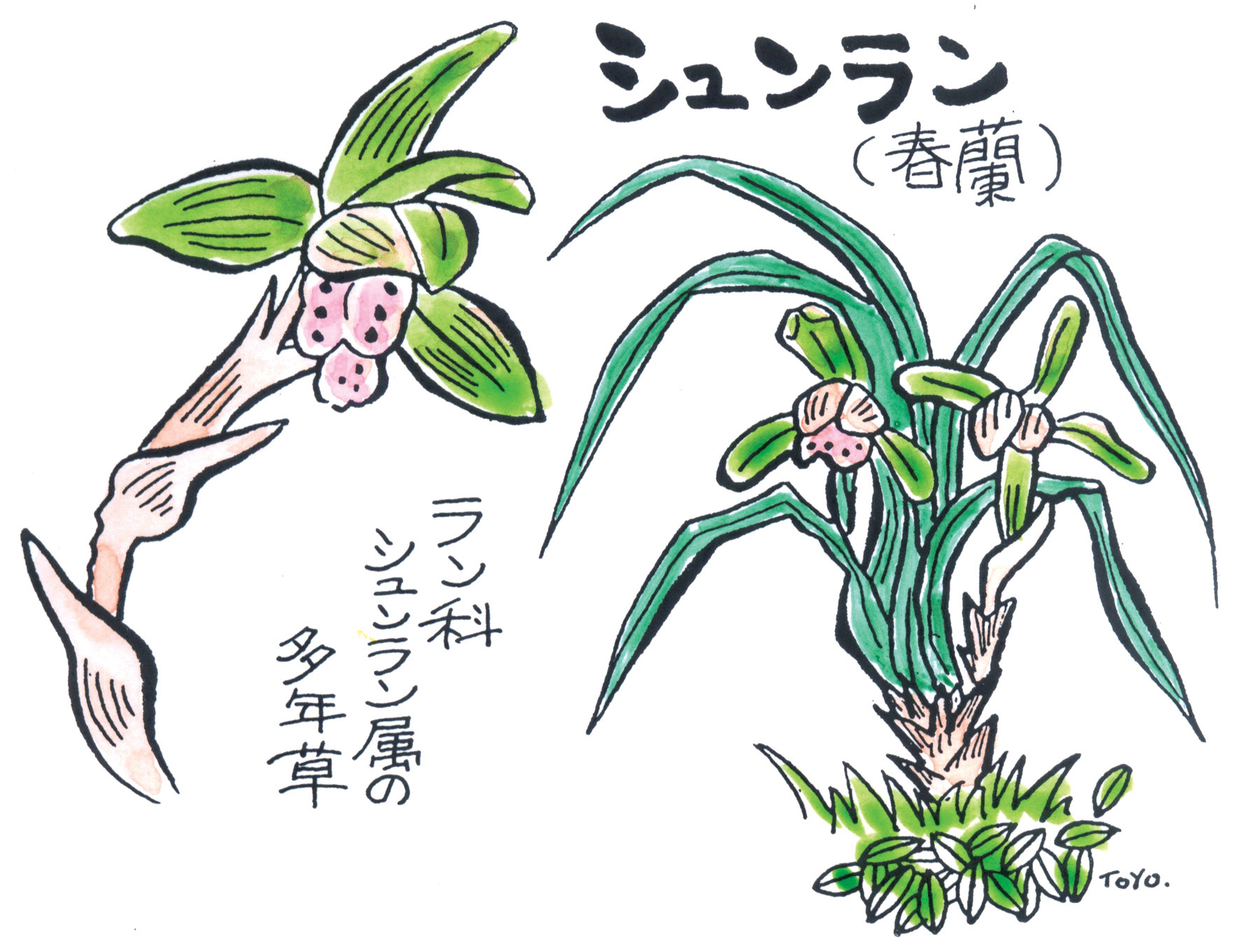 ふるさと見てある記 これも野菜 ほくろのシュンラン Ja菊池