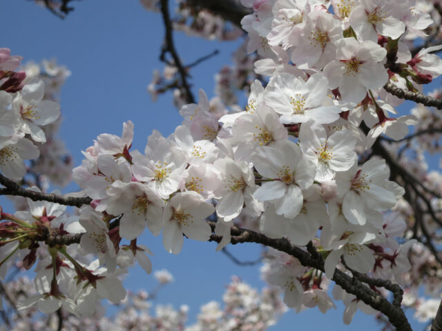 春満開 お花見がもっと楽しくなる 桜の魅力 味わい方 ｊａ菊池