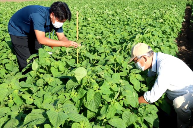 無農薬栽培エゴマ品評会 菊池えごま生産組合 ｊａ菊池