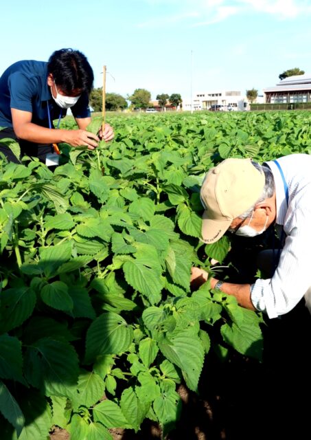 無農薬栽培エゴマ品評会 菊池えごま生産組合 ｊａ菊池