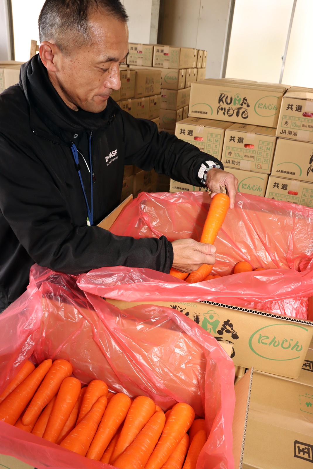 ニンジン - JA菊池