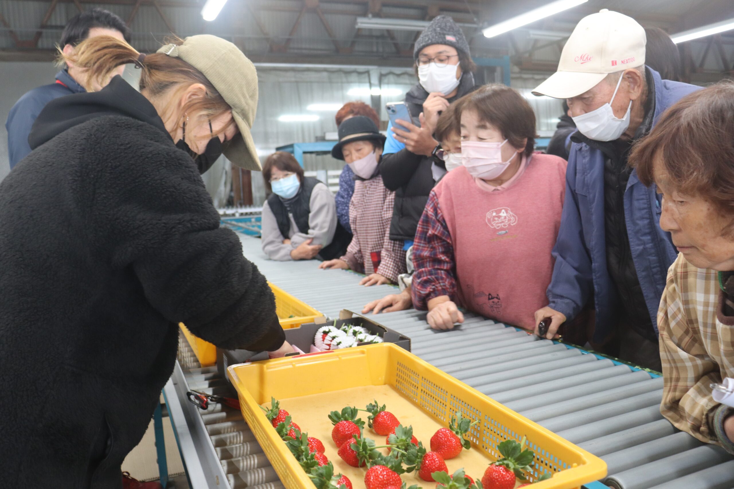 糖蜜のイチゴ出番 食味、見た目にこだわり - JA菊池