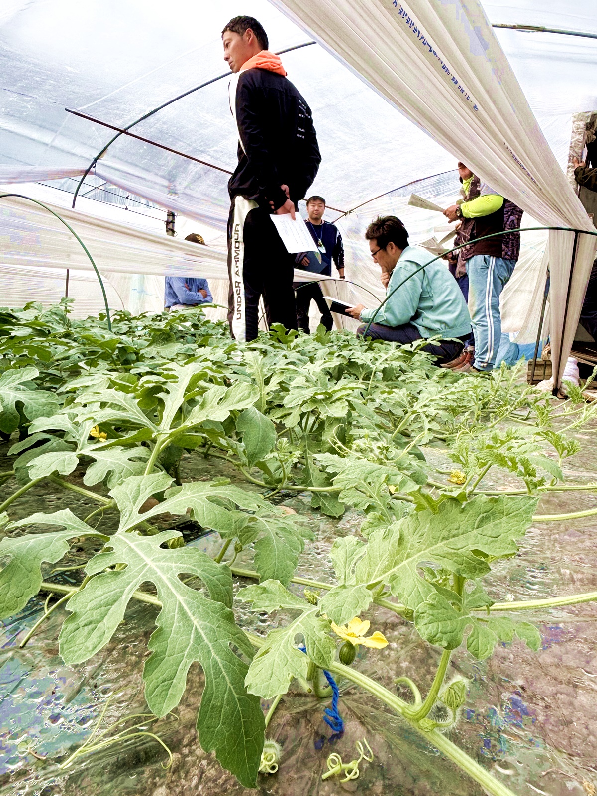 園生百席 116枚 小玉スイカ初出荷に向けて栽培管理徹底 - JA菊池