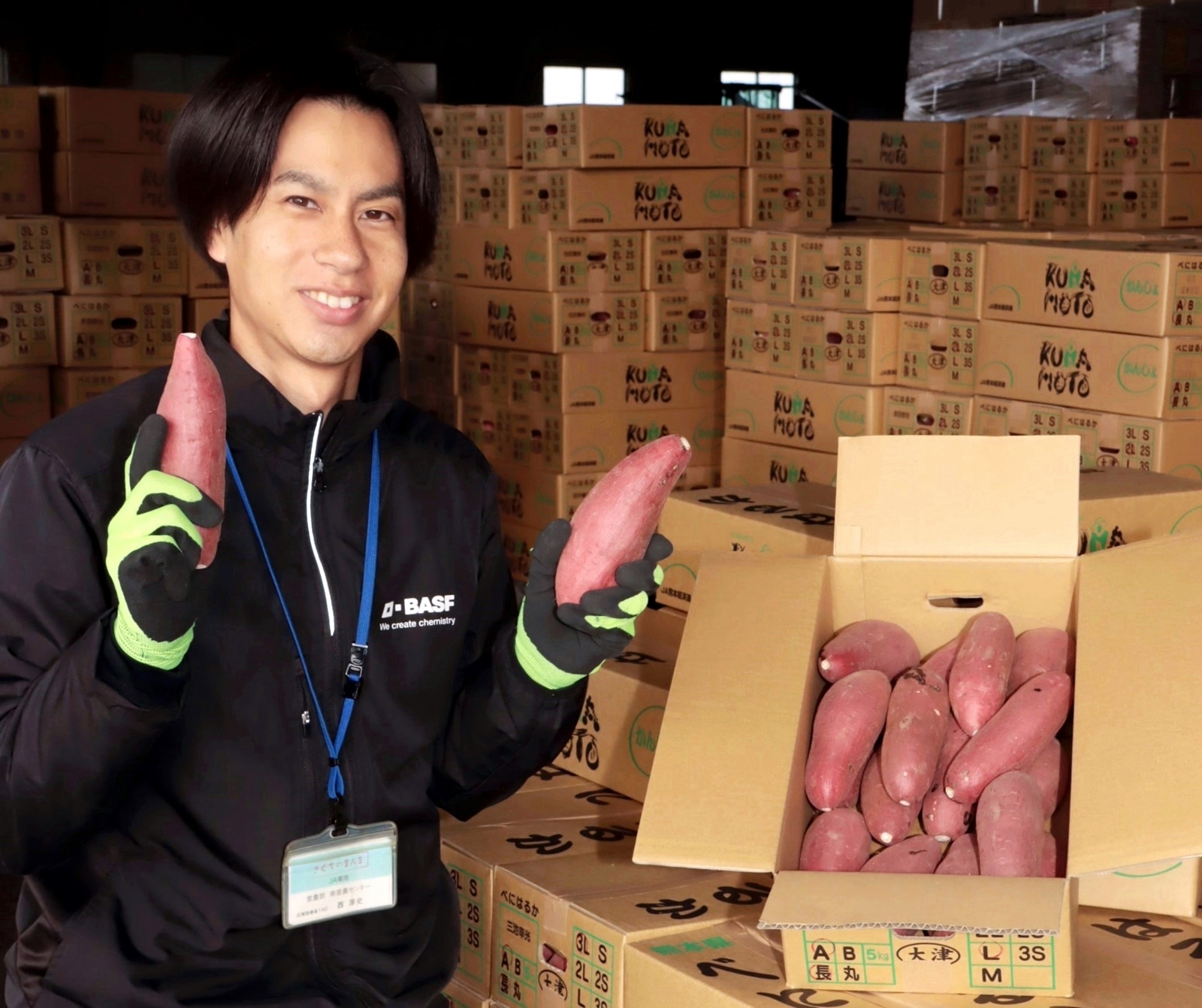 サツマイモ出荷最盛 - JA菊池