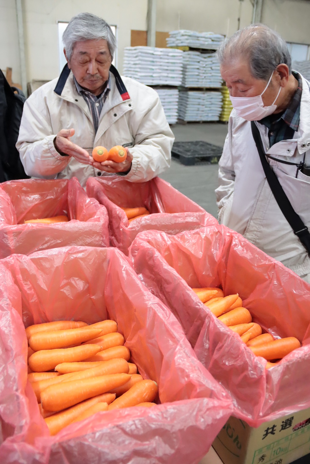 にんじん あまうま耐病ニンジン ピース[人参] - e-種や｜国内最大級の野菜種・花