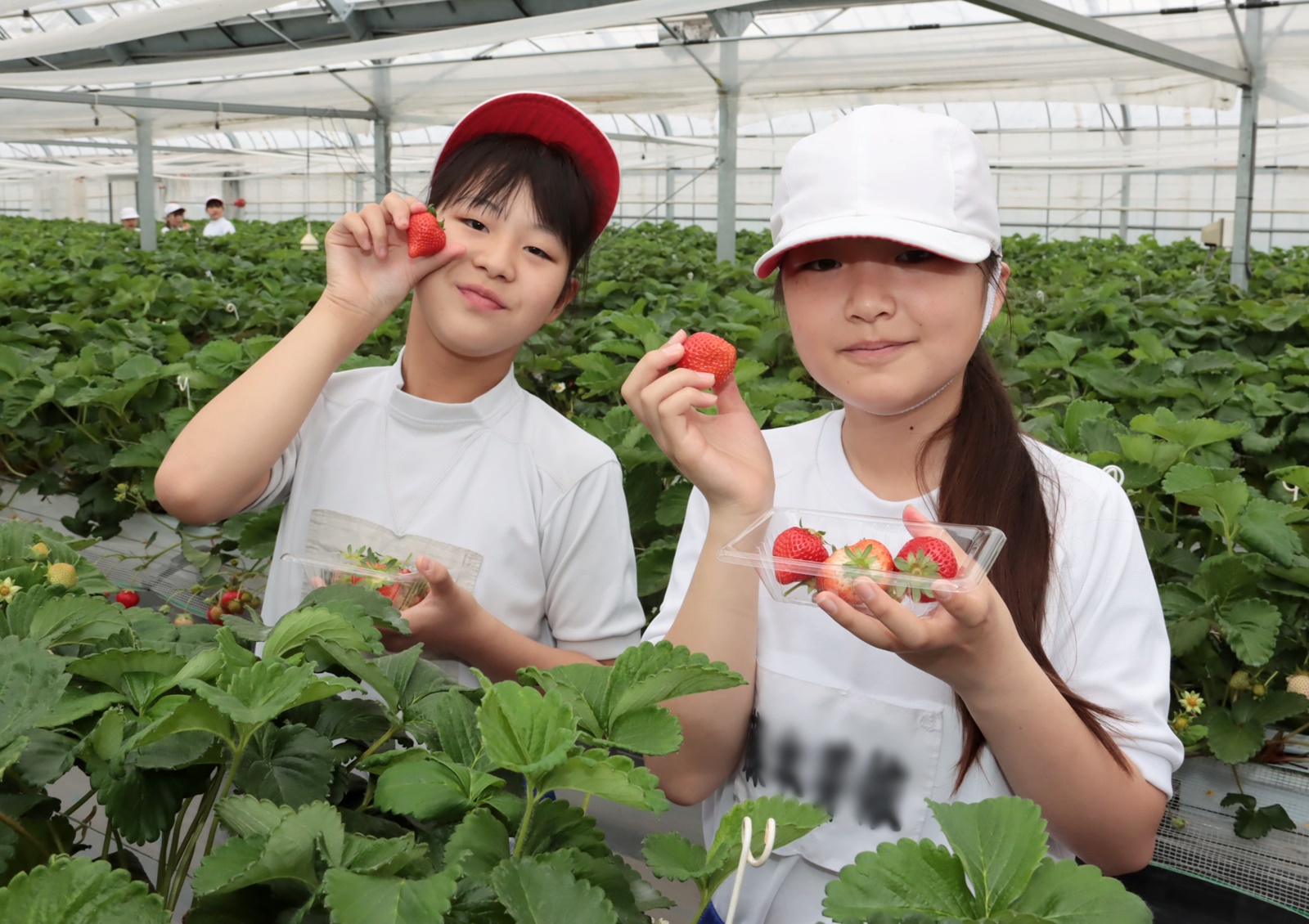 イチゴ摘み楽しむ 菊池市立戸崎小学校 イチゴ生産者が提供 - JA菊池