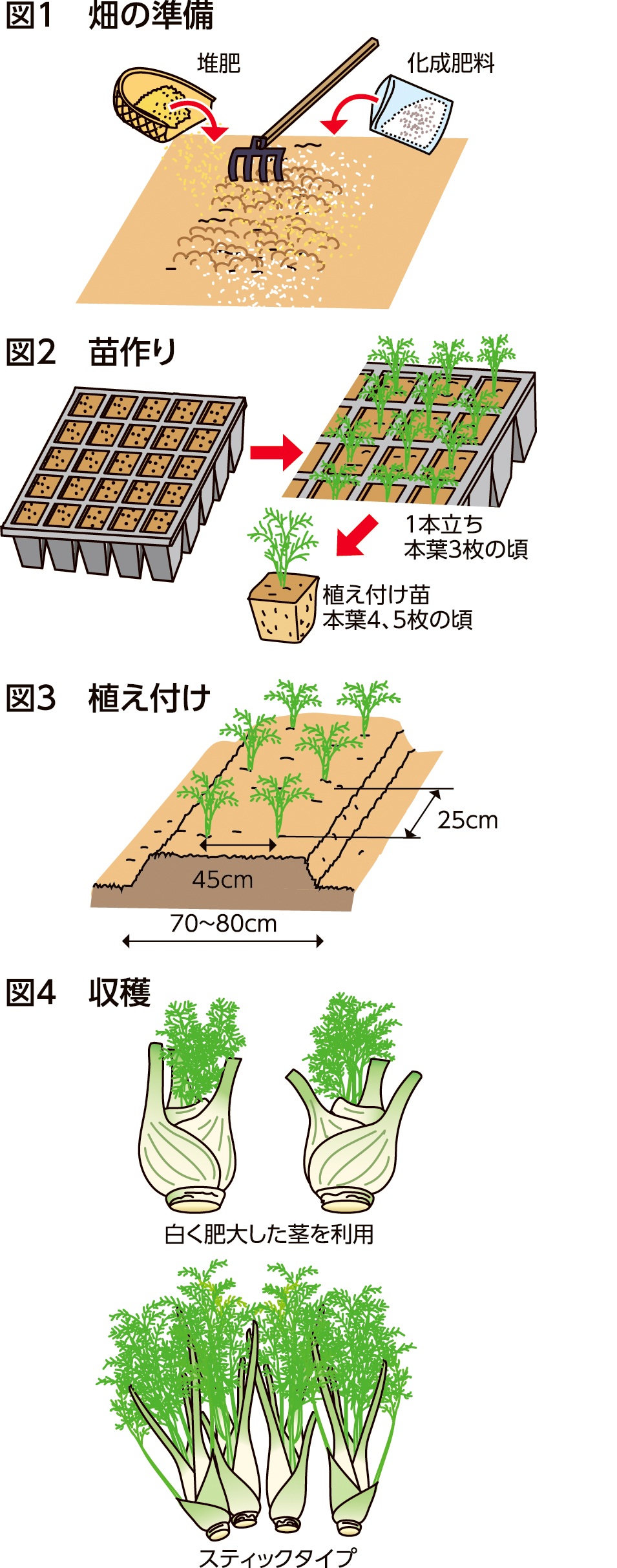 あなたもチャレンジ！ 家庭菜園 - JA菊池