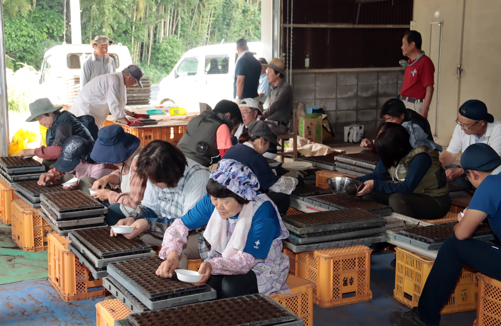 良質エゴマ油用のエゴマの種まき 菊池えごま生産組合 - JA菊池