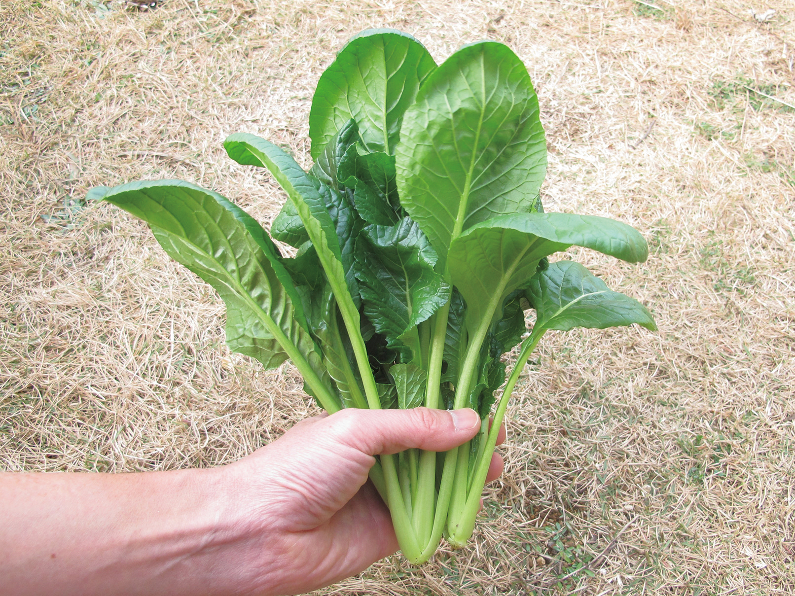 ベランダでも育てられるみんなのコンテナ菜園 - JA菊池