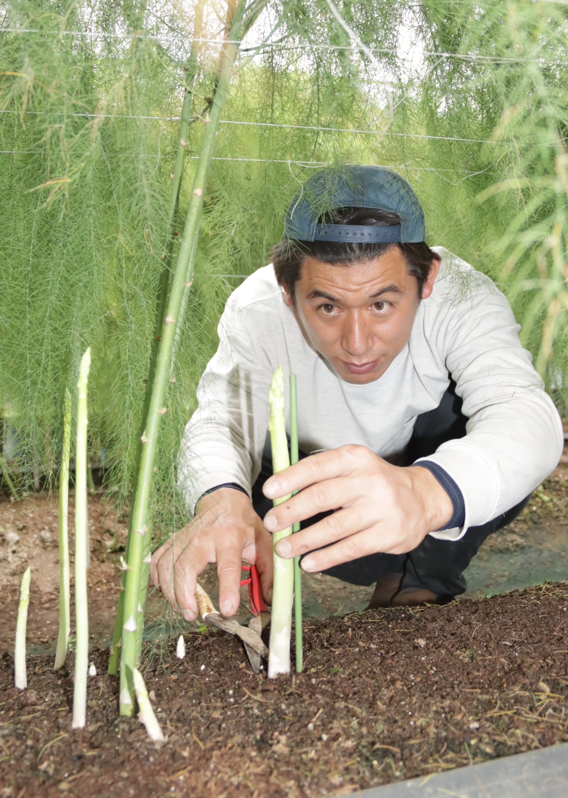 アスパラ反収3トン 目標クリア 就農2年目上田さん - JA菊池
