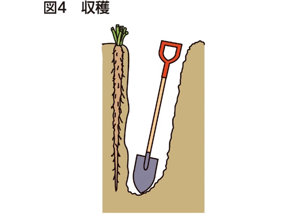 あなたもチャレンジ! 家庭菜園 ゴボウ 畑を深く耕し長い根を作る