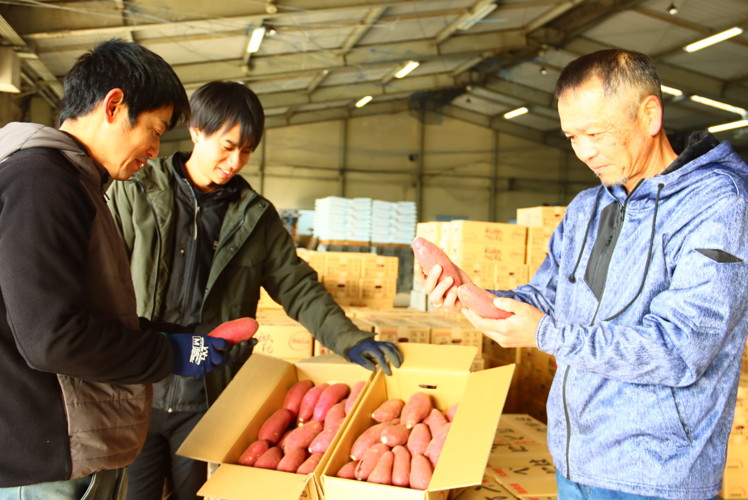 サツマイモ出荷最盛 - JA菊池