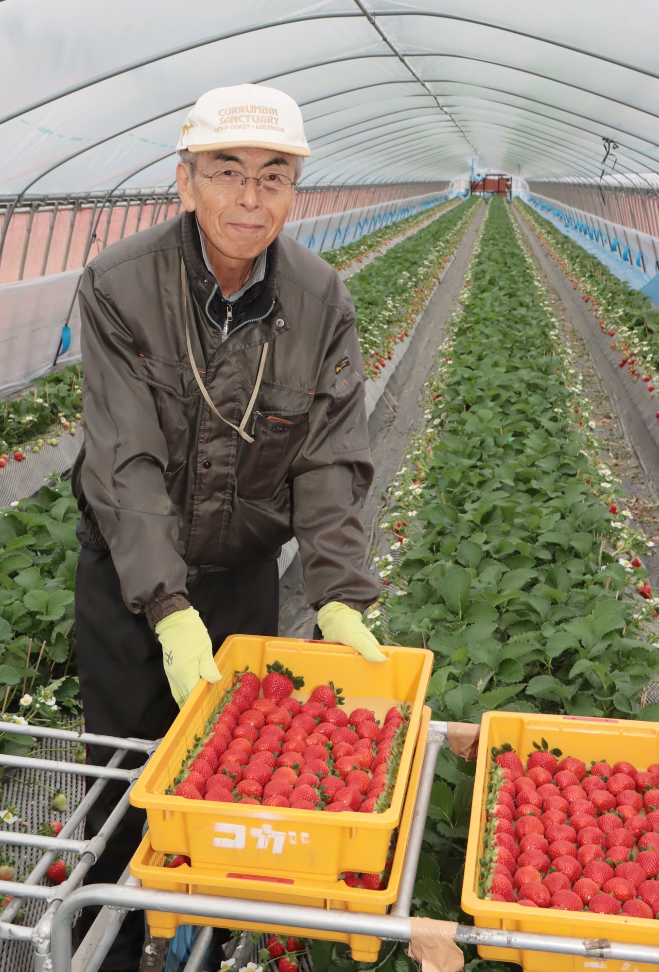 いちご 翌日出荷 3種のイチゴ出荷最盛 JA菊池 - JA菊池