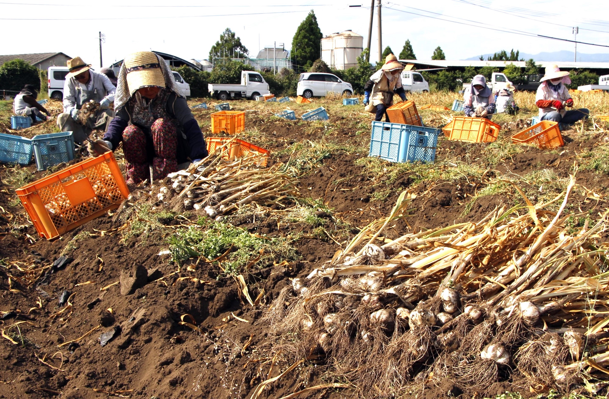 新鮮採れたて行者ニンニク　3kg 15日で終了 ニンニク収穫最盛期 - JA菊池