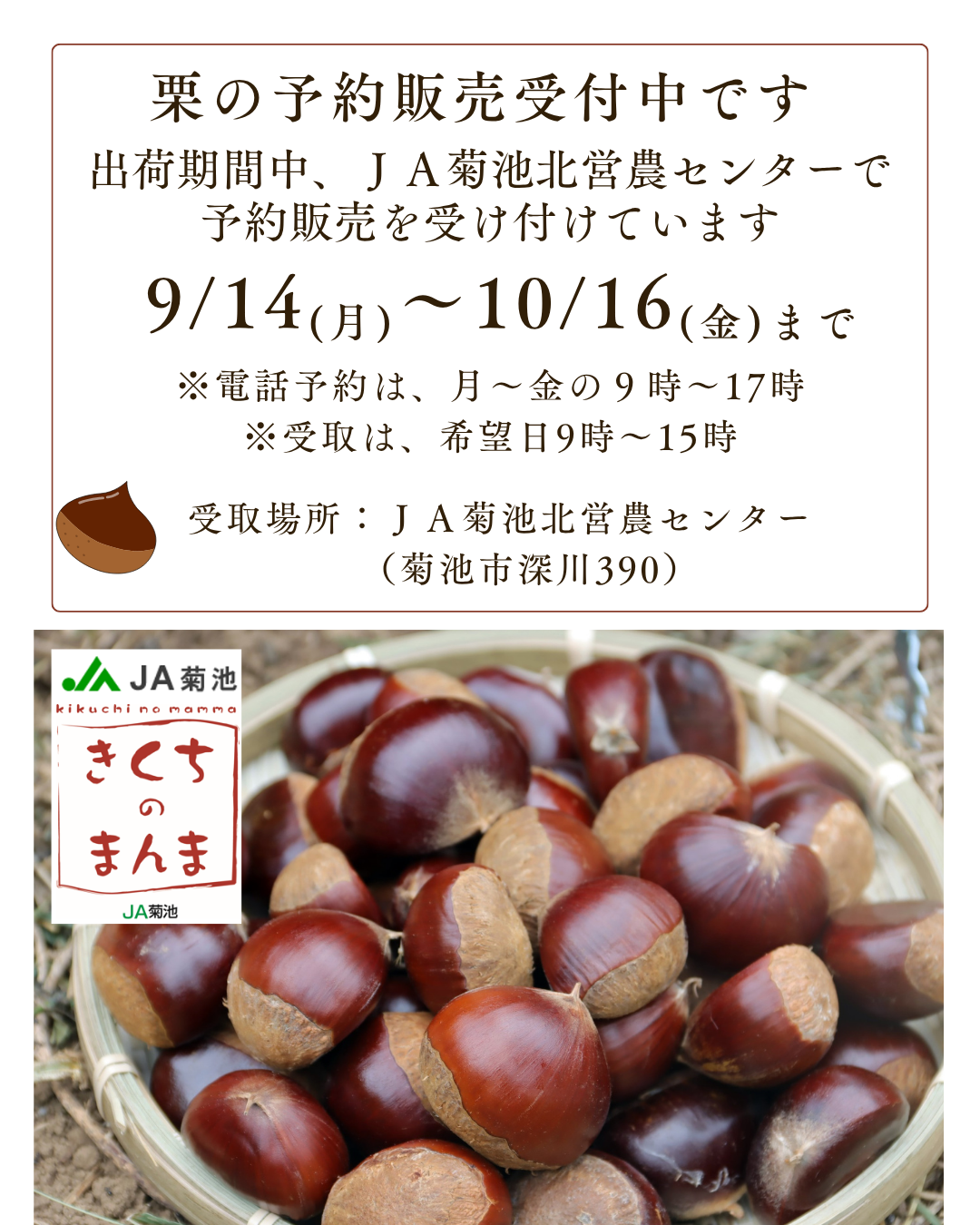 栗の予約販売を受付中です☆ - JA菊池
